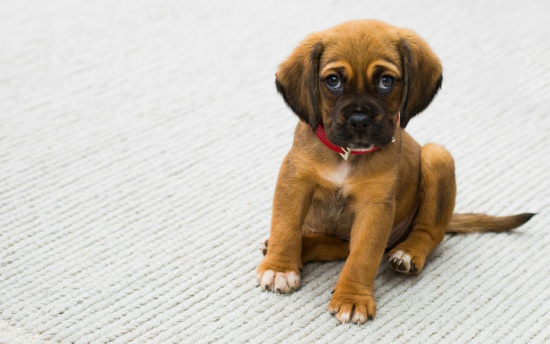 Como Ensinar um Cachorro a Não Latir e Chorar Quando Fica Sozinho em Casa?